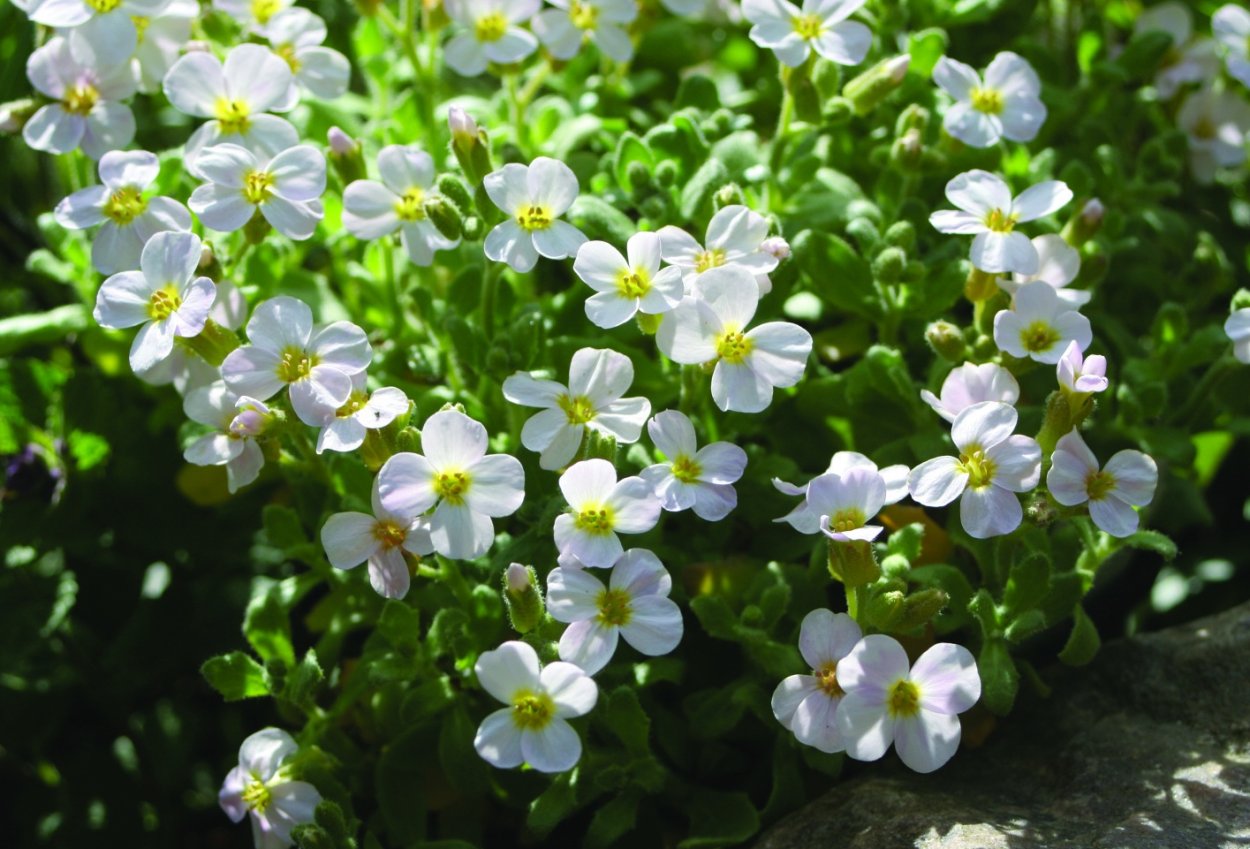 Обриета аубреция белая