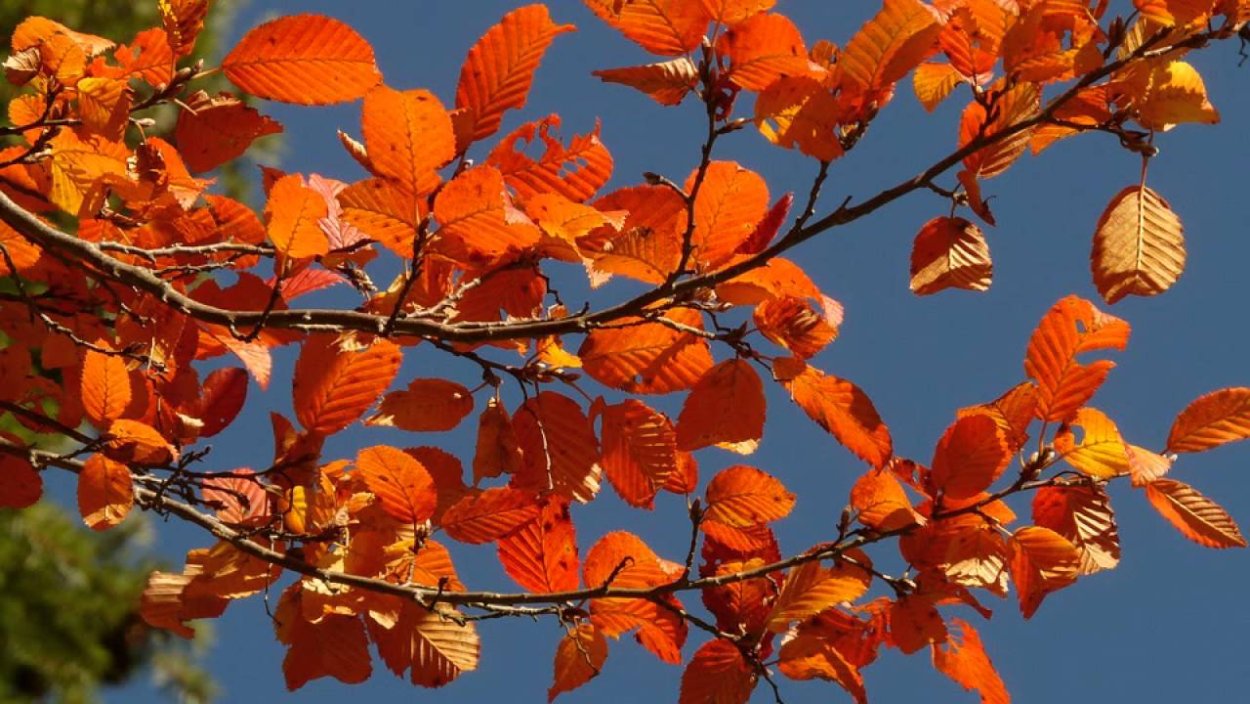 Вяз мелколистный осенью