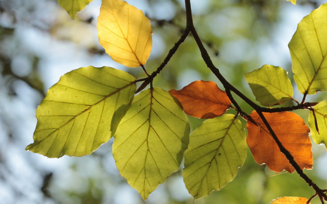 Ольха дерево листья осенью