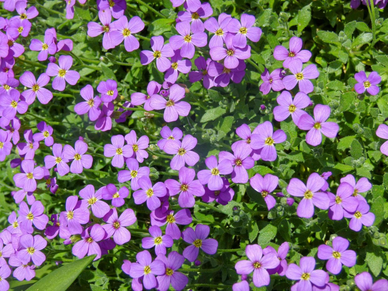 Почвопокровные многолетники Обриета