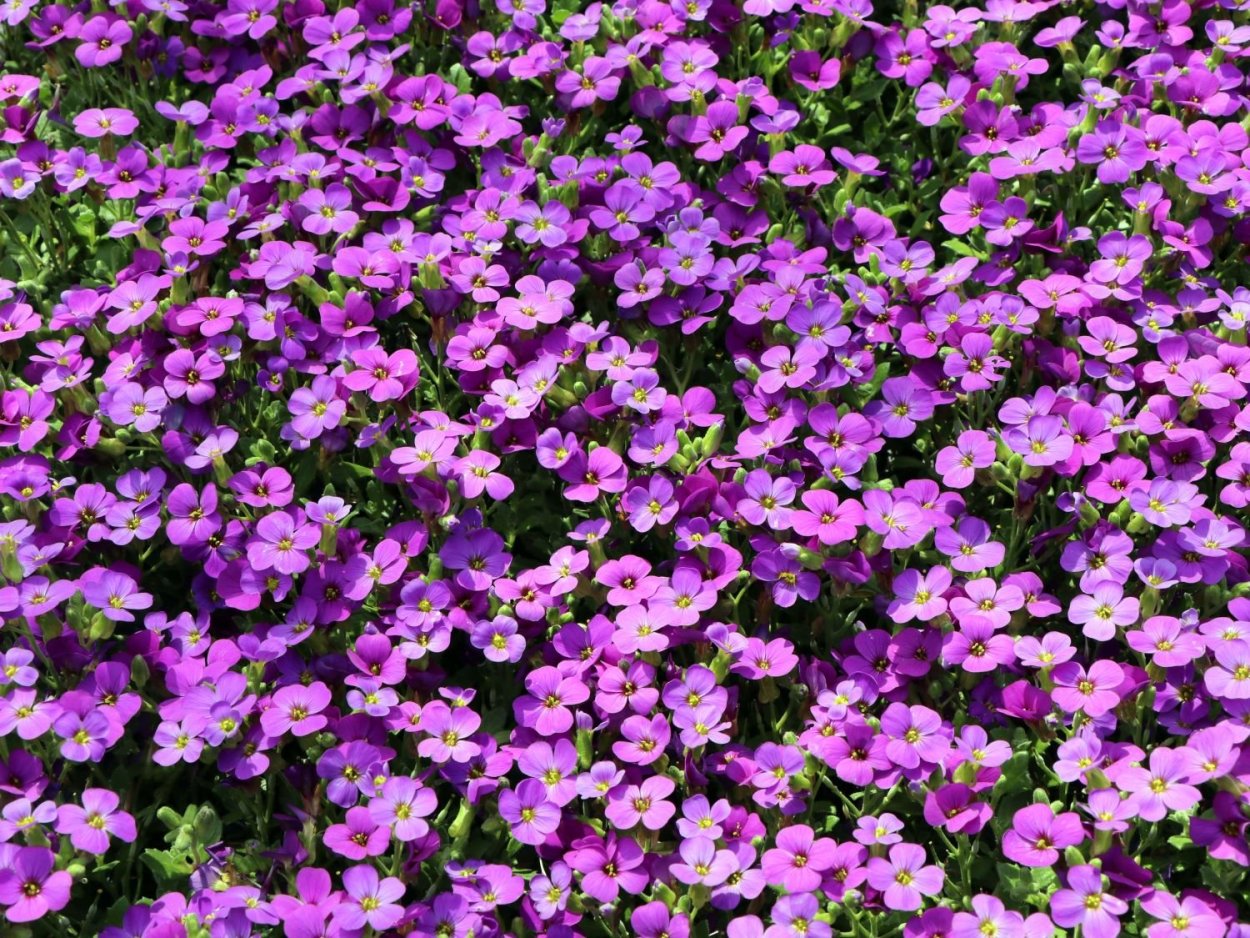 Аубриета Обриета гибридная