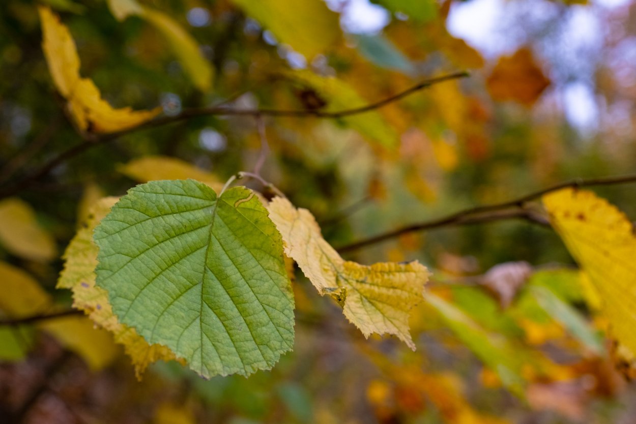 Вяз дерево листья