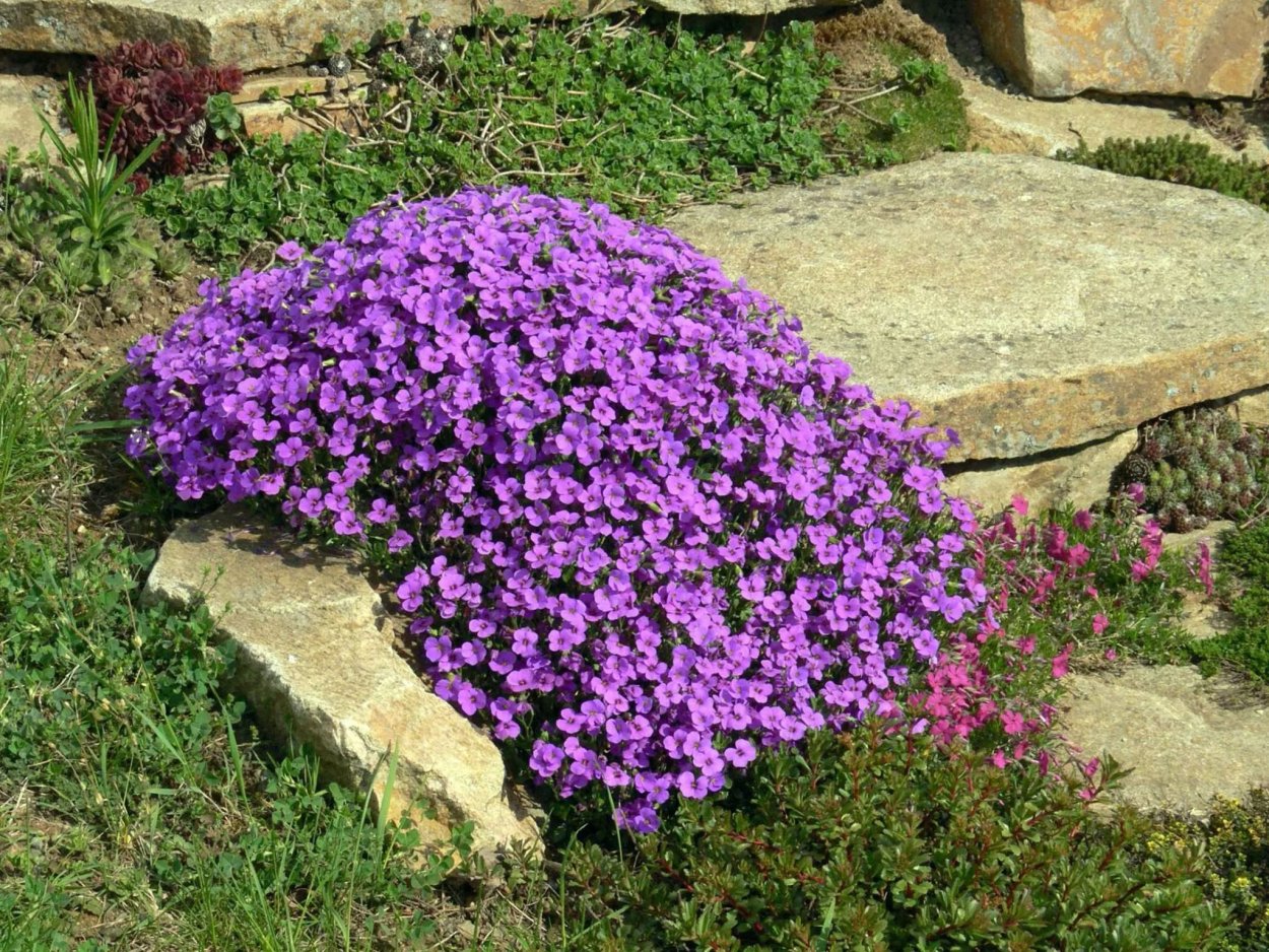 Обриета пестролистная