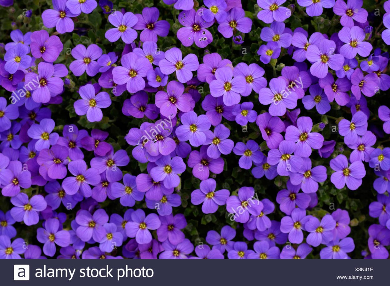 Обриета ампельная