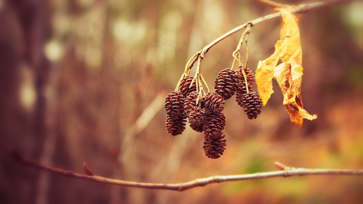 Ольха клиновидная