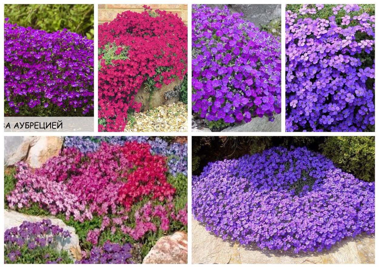 Обриета пурпурный Каскад