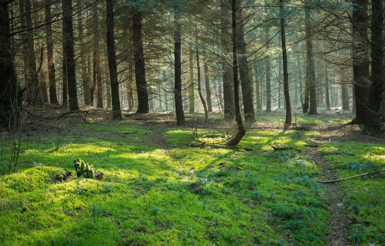Ельники Лесная Поляна