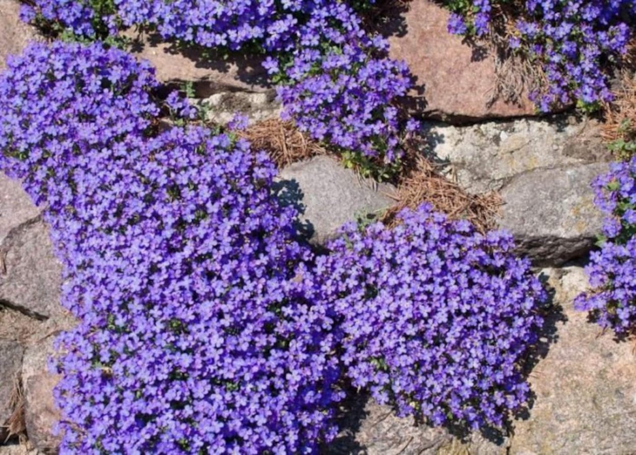 Обриета (аубреция)