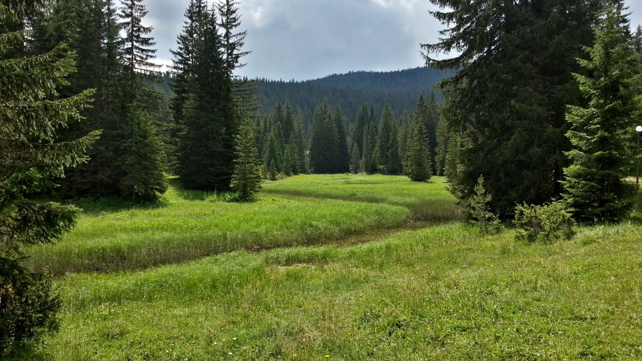 Полянка среди леса