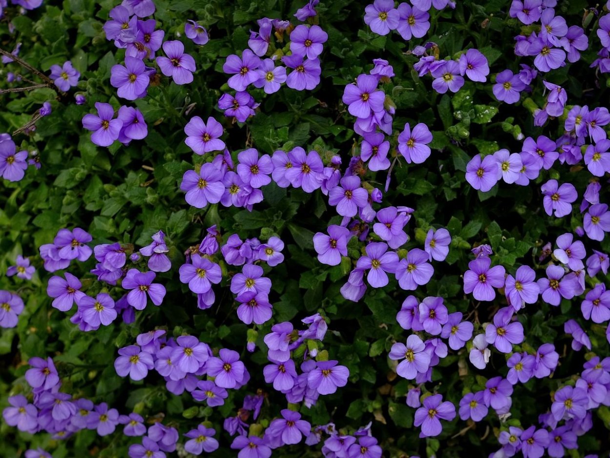 Обриета дельтовидная