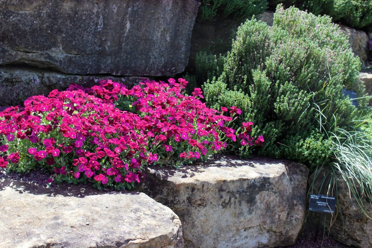 Обриета ампельная