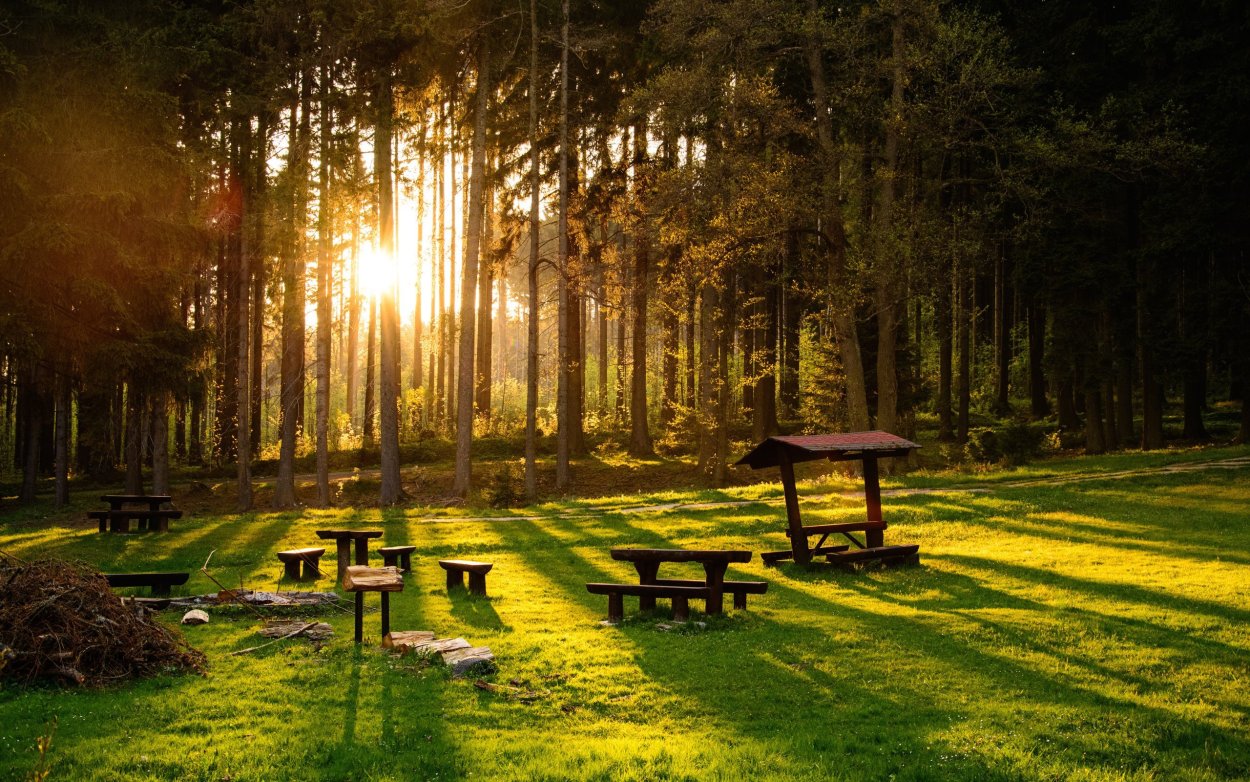 Вечерняя Поляна в лесу