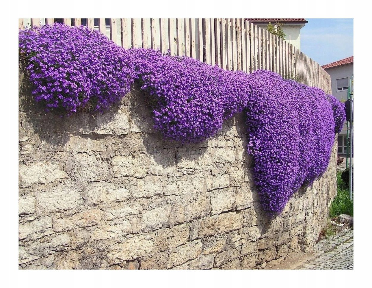 Обриета (аубреция)