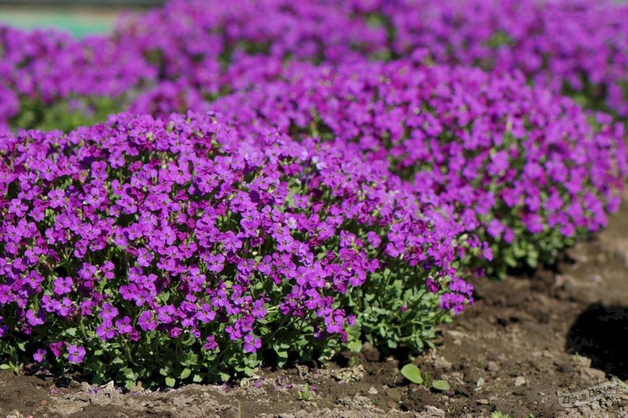 Обриета Лазурный берег