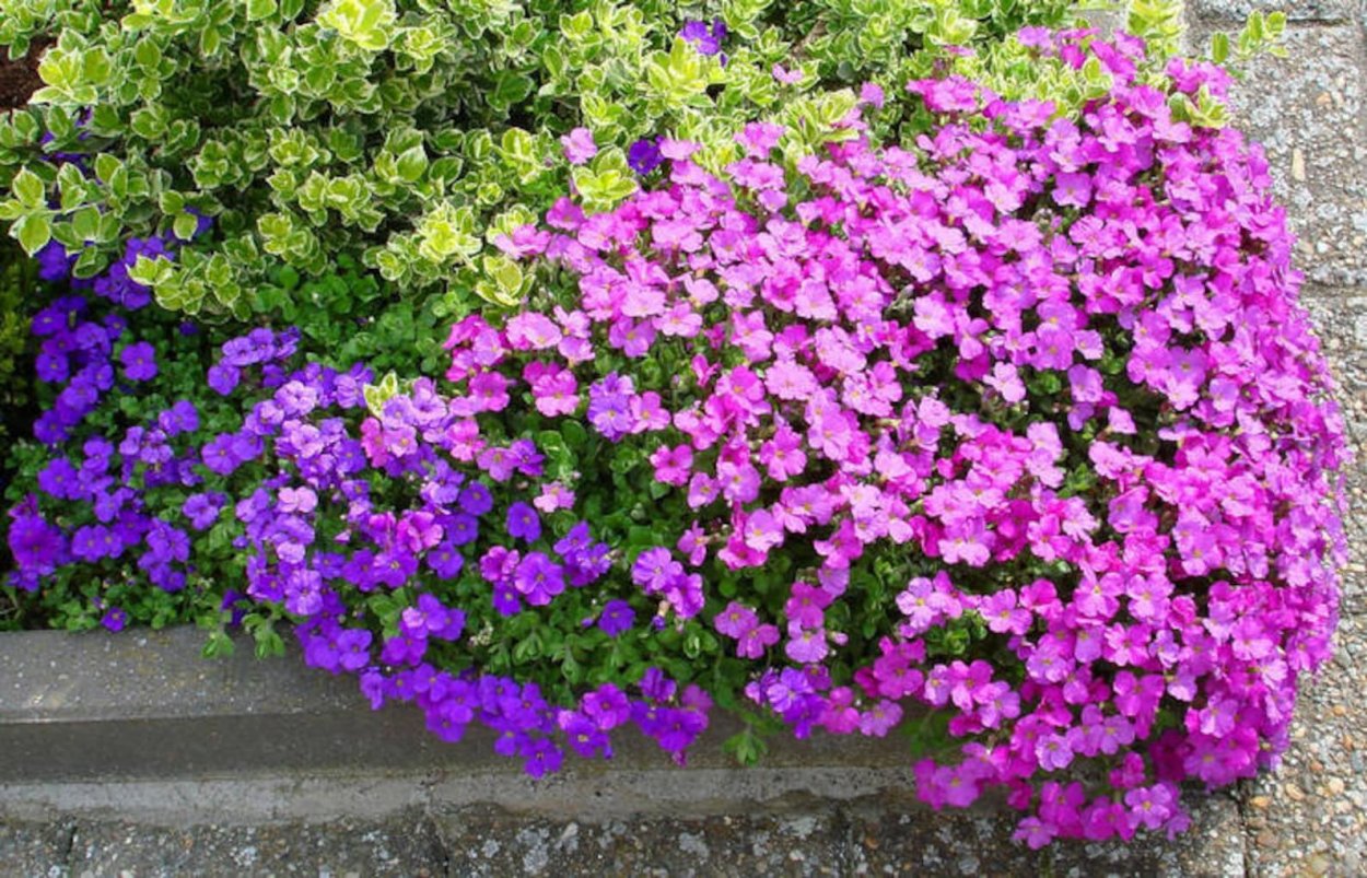 Обриета Вариегата