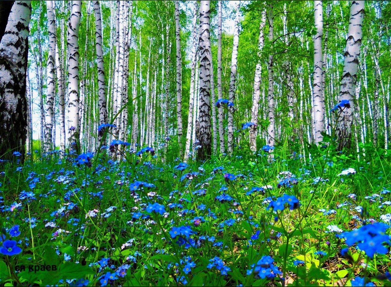 Березки Васильков