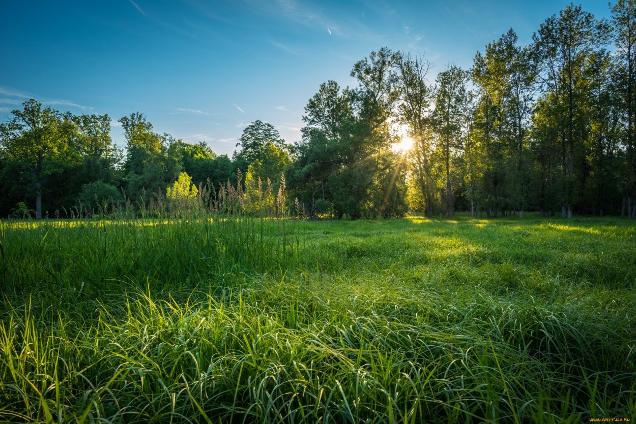 Поляна в лесу