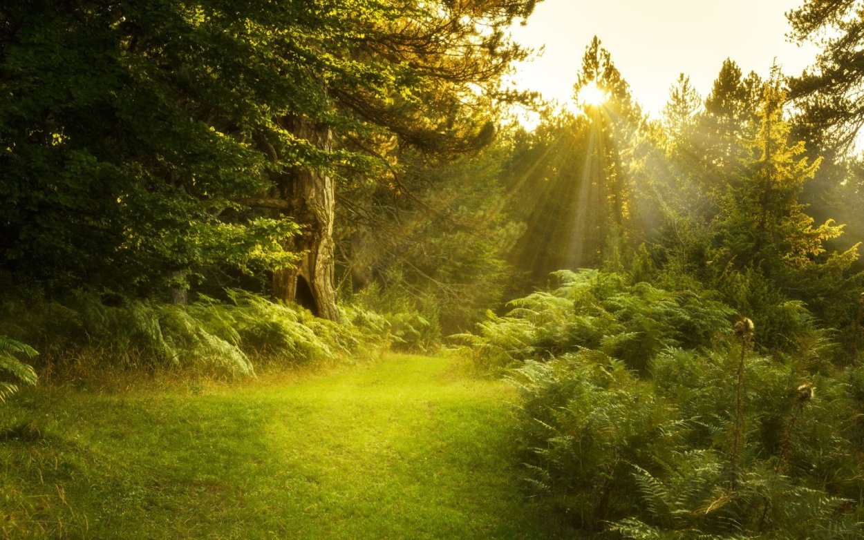 Природа лес