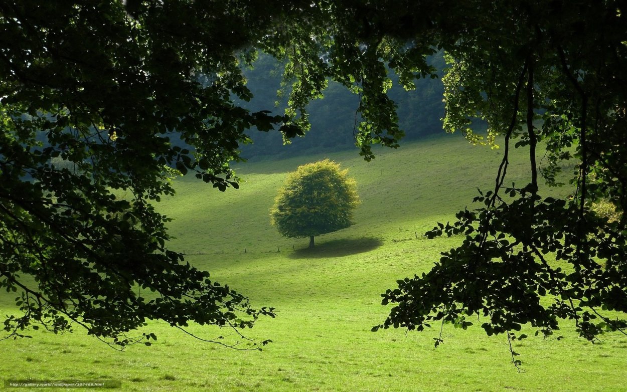 Дерево на Поляне