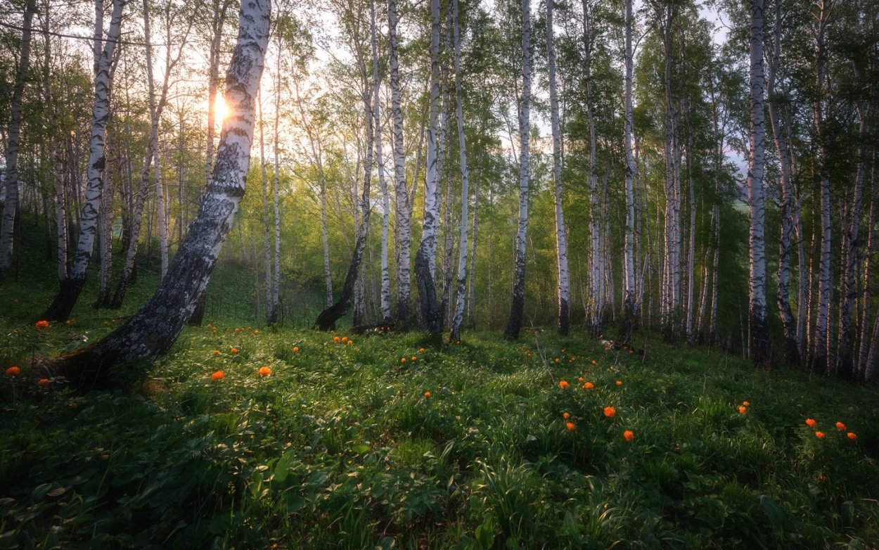 Природа Лесная Поляна Берёзовая роща