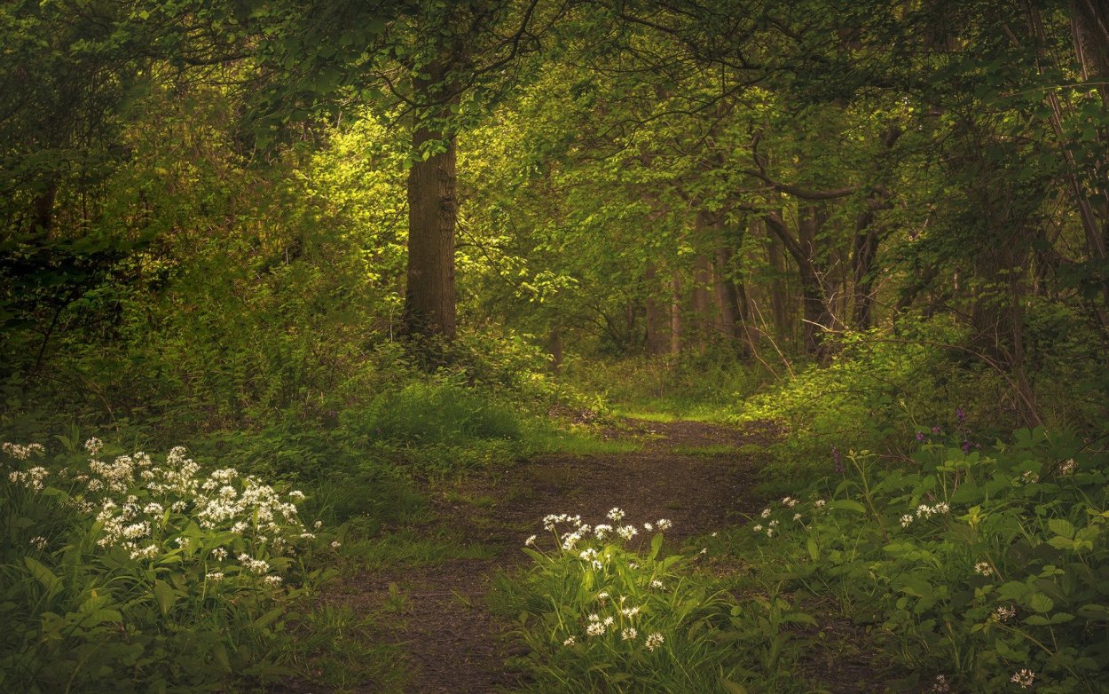 Тропинка в лесу Левитан
