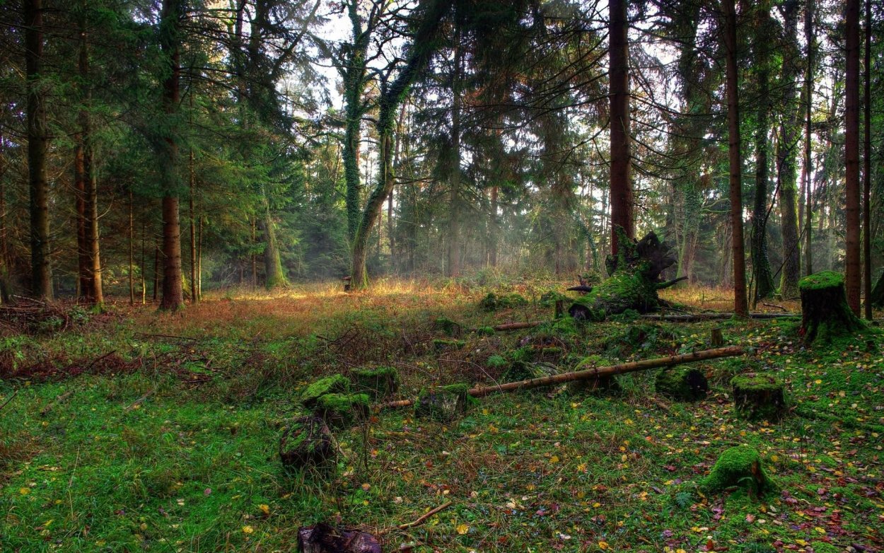 Участок Фореста Лесная Поляна