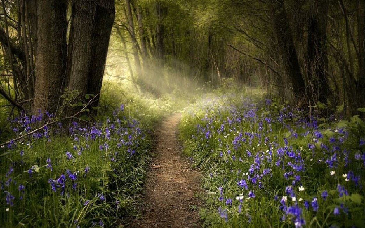 Тропинка в лесу весной
