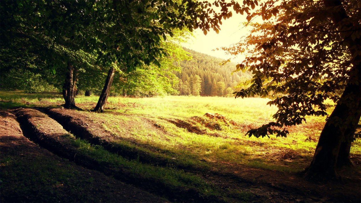 Лес в далеке