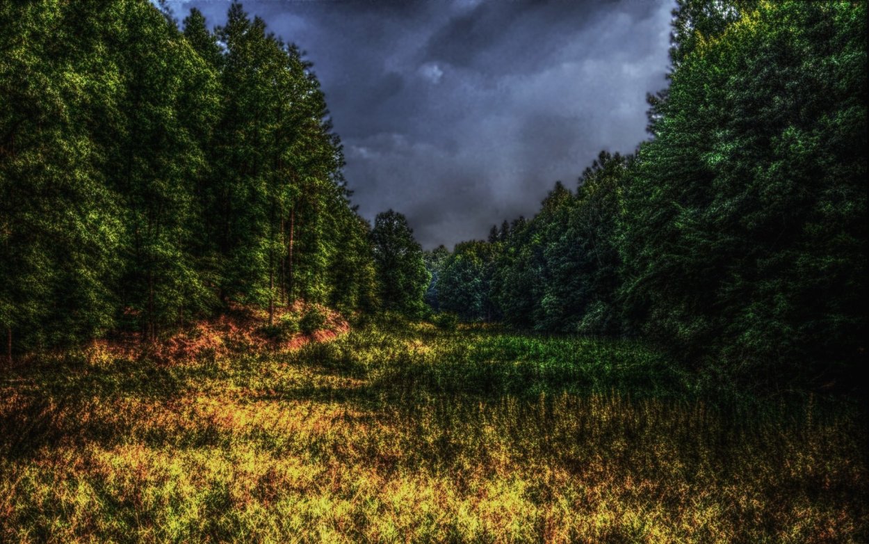 Картинки на рабочий стол лес