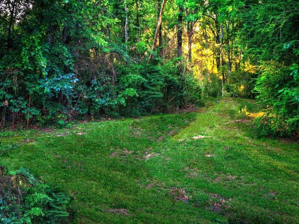 Лесная Поляна в лесу