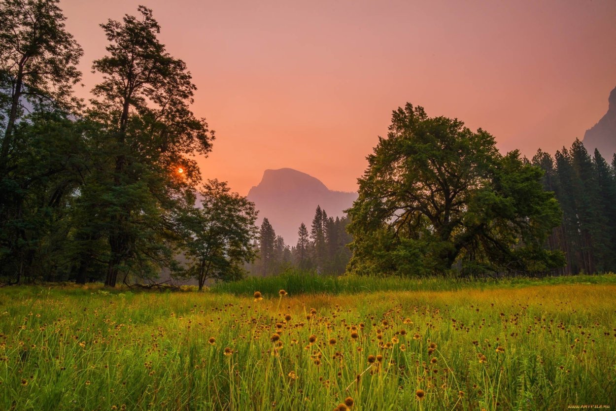 Луг с лесом