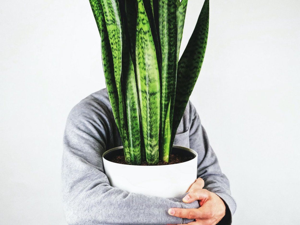 Сансевиерия трёхполосная алоэ Вера