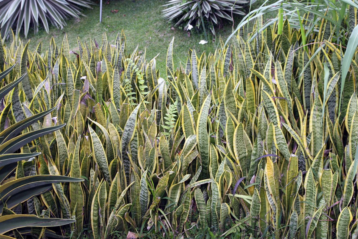 Сансевьера трехлопастная
