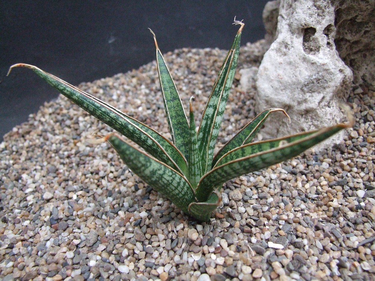 Сансевиерия Футура Грин