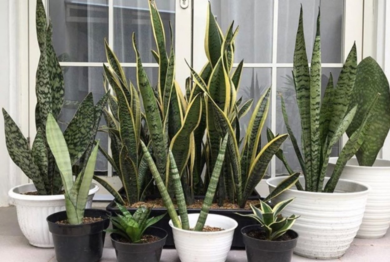 Сансевиерия спатифиллум