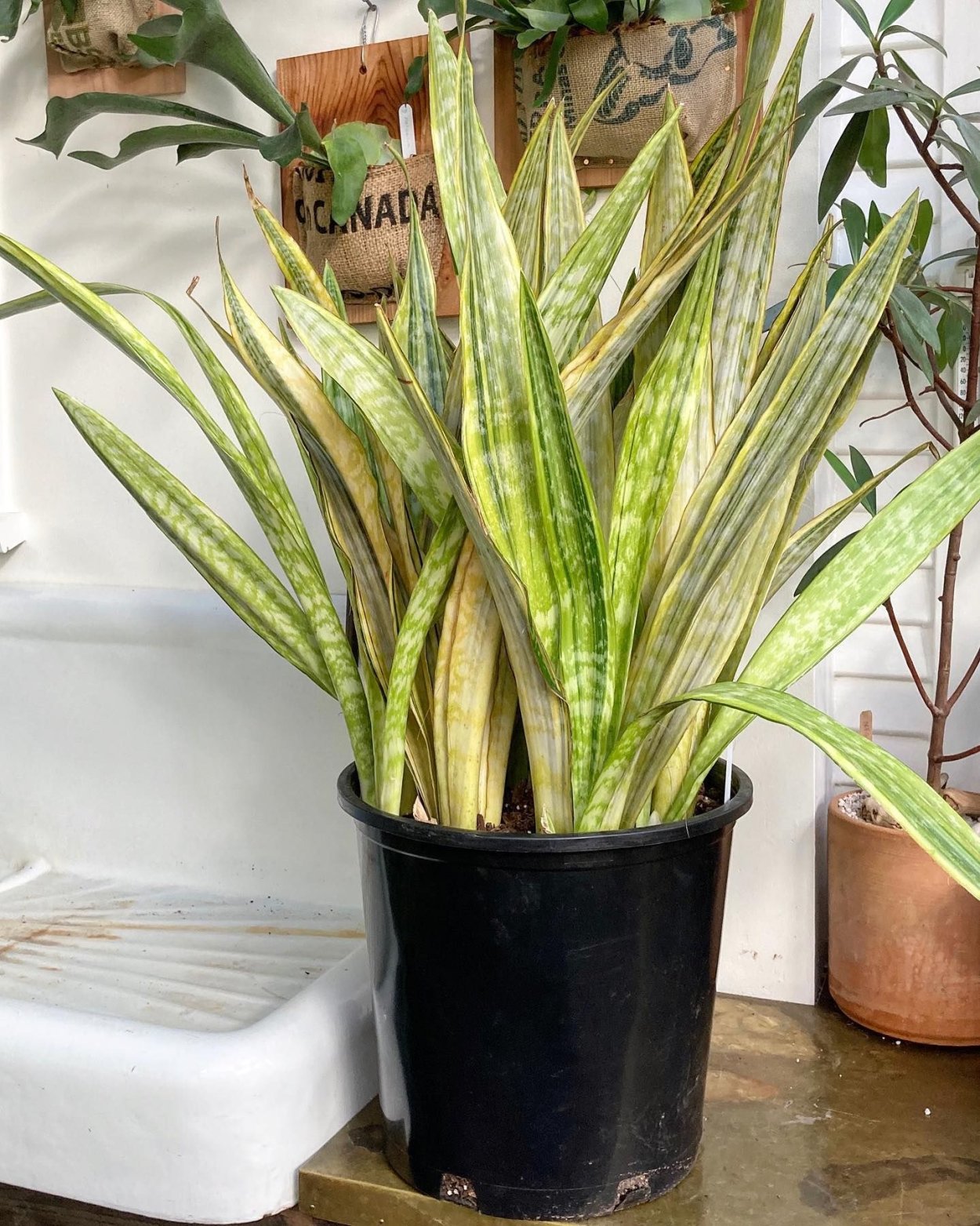 Сансевиерия Yellow Stripe