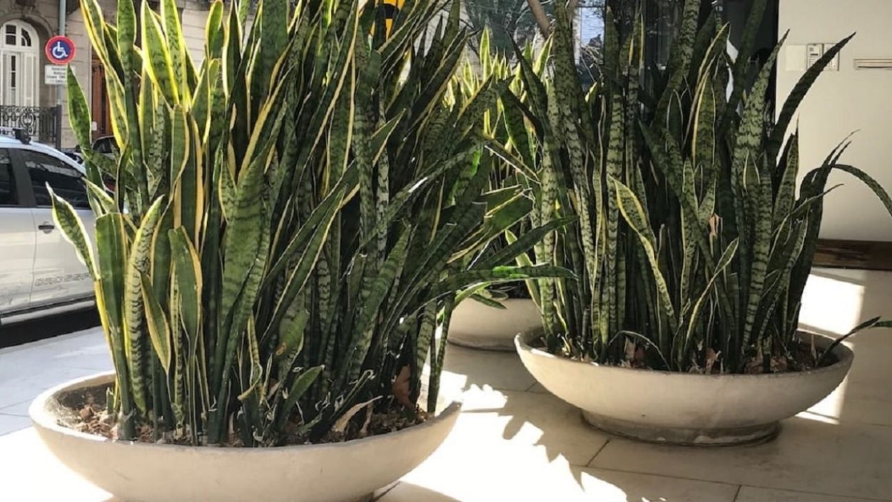 Сансевиерия Голден стрит