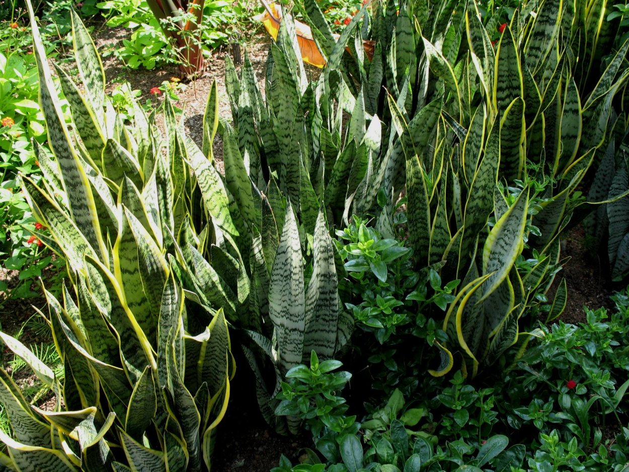 Сансевиерия Фишер Блэк