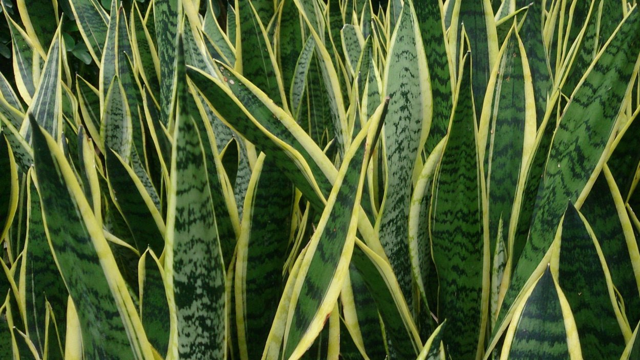 Сансевиерии в дикой природе