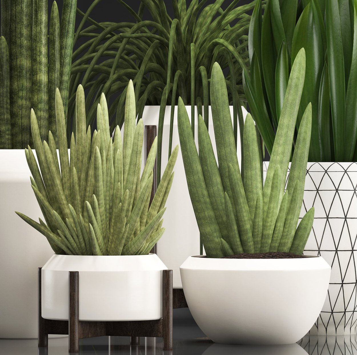 Сансевиерия Фернвуд