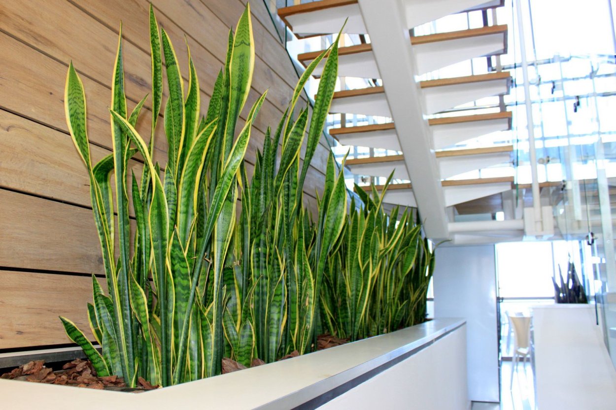 Замиокулькас, сансевьера