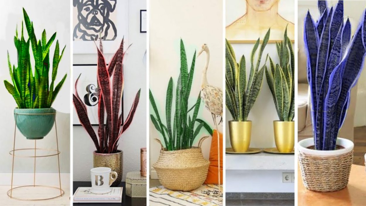 Растения в интерьере квартиры