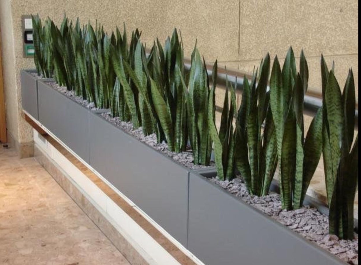 Сансевиерия Хорнвуд