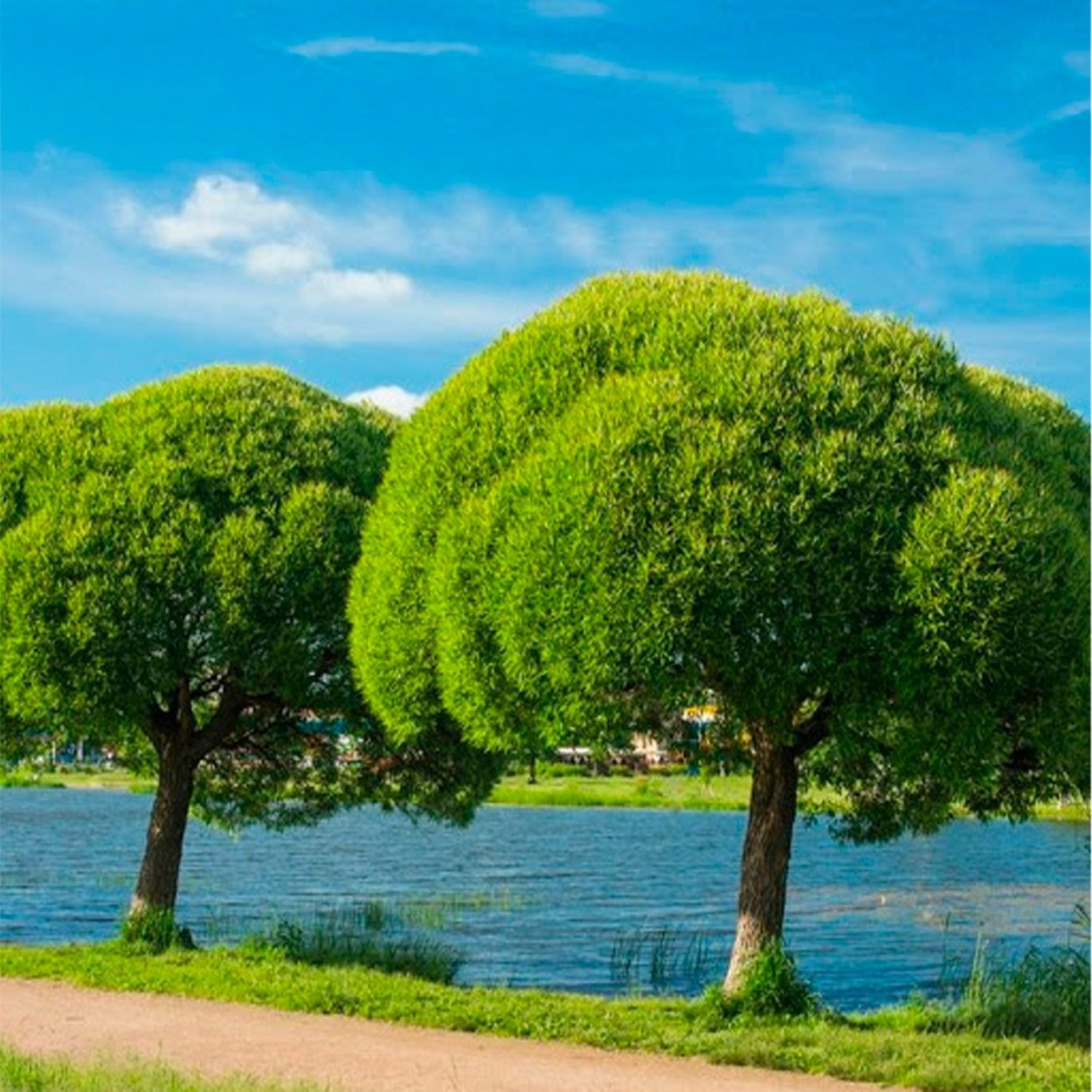 Ива ломкая bullata