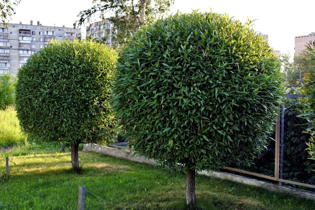 Ива Булата шаровидная (штамб)