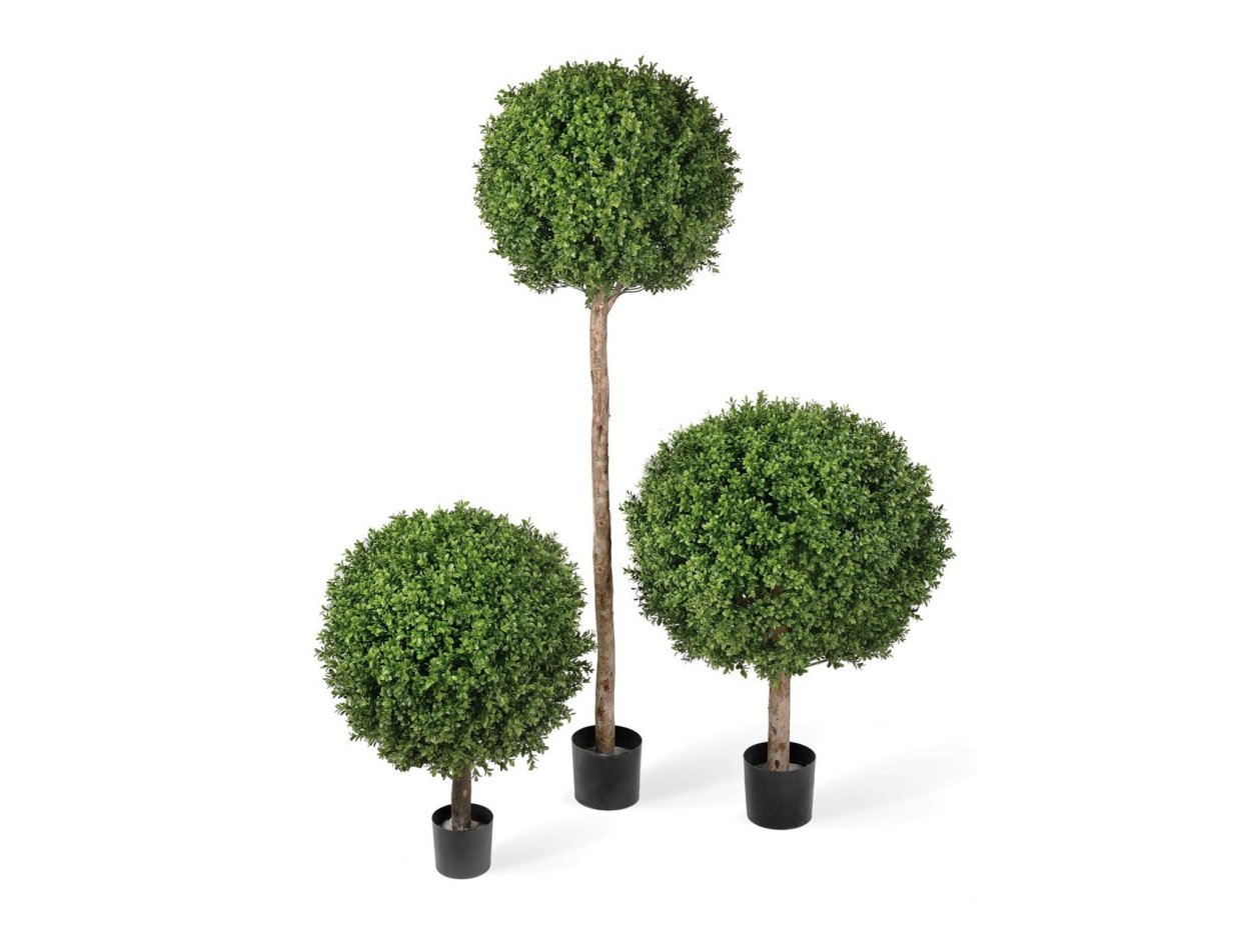 Самшит на штамбе