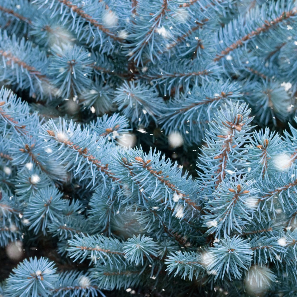 Ель Сибирская голубая