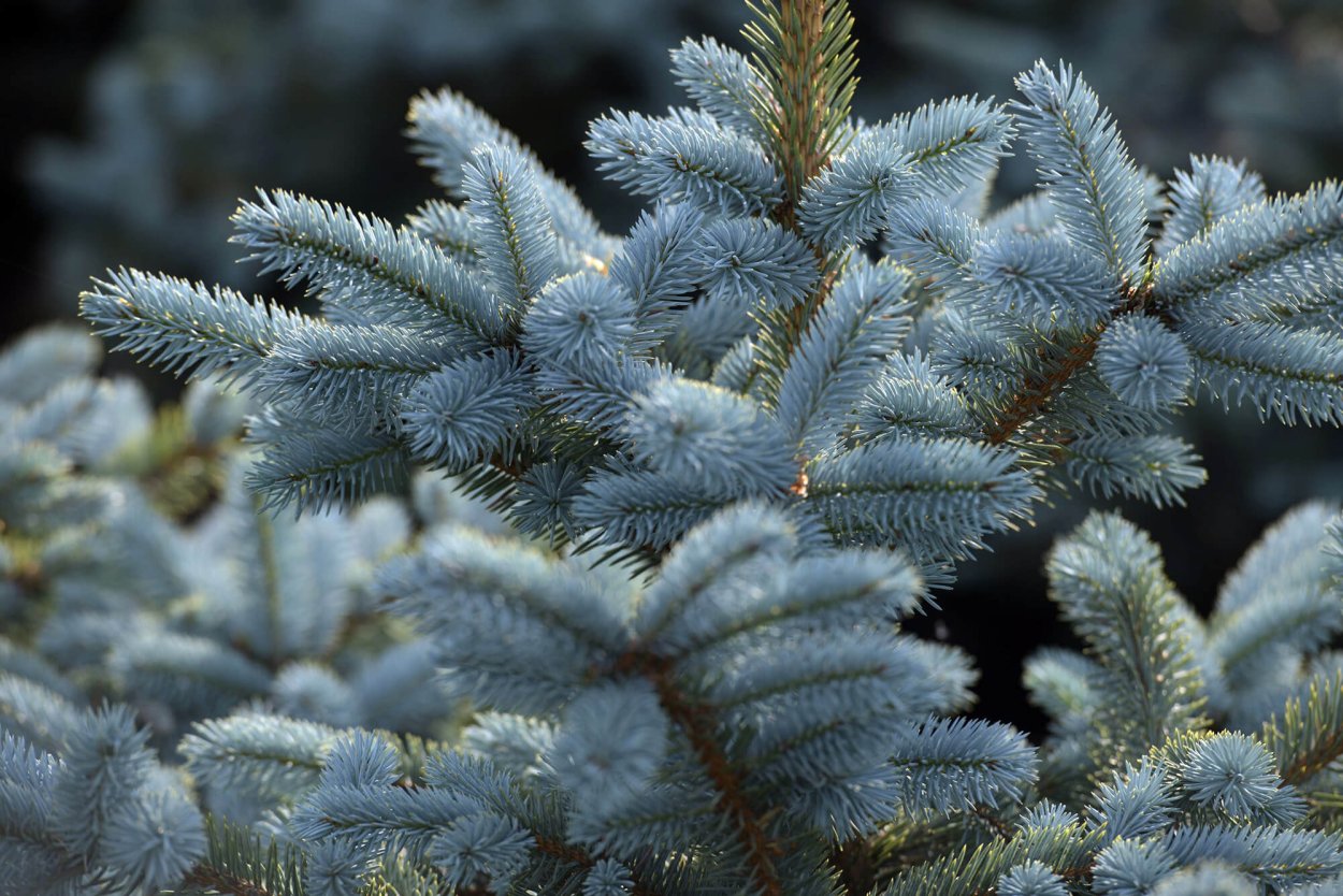 Ель колючая голубая Маджестик Блю