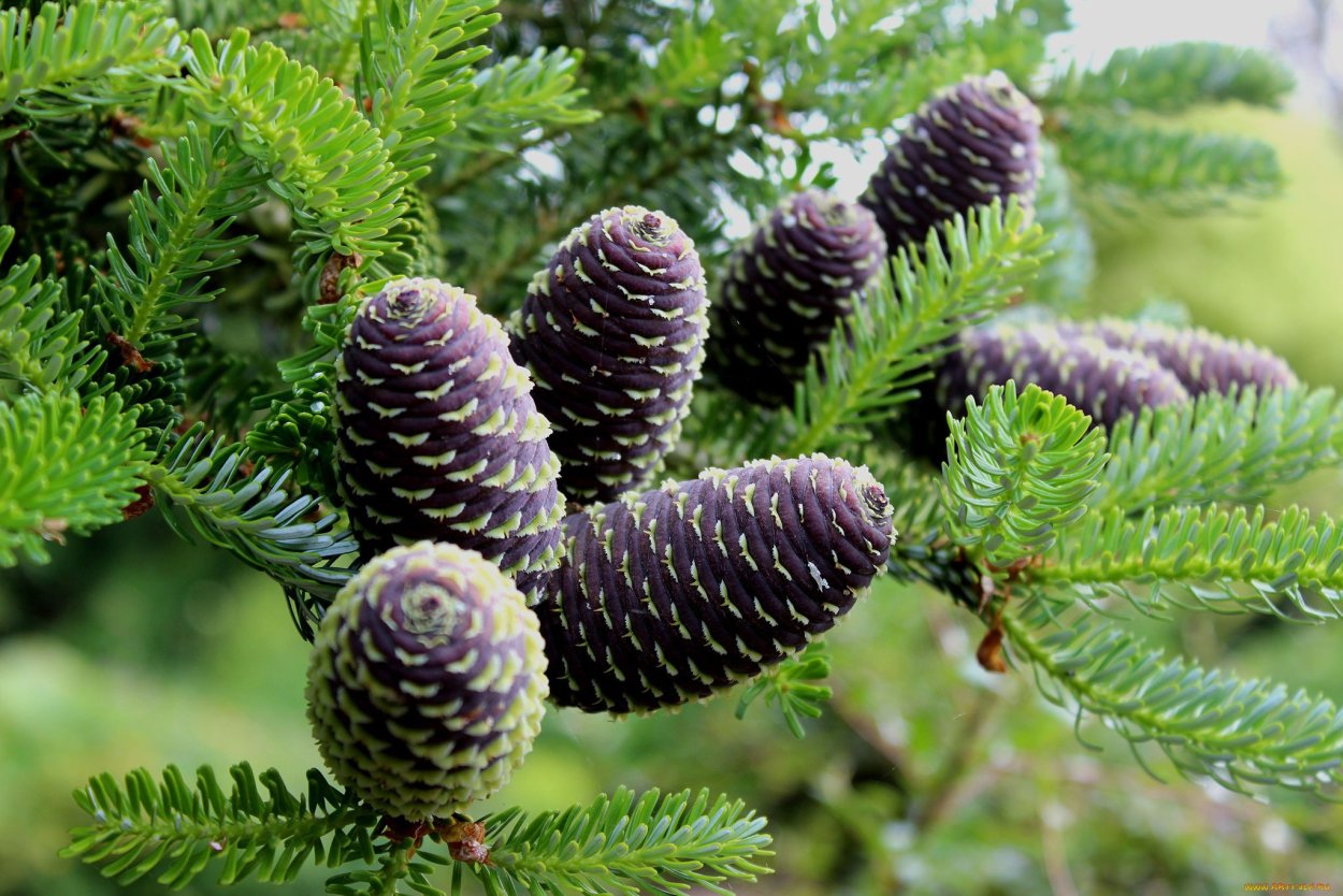 Пихта Сибирская Abies sibirica