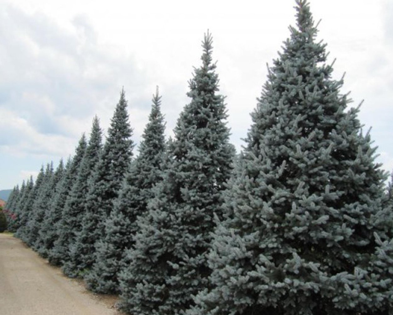 Кремлевская искусственная ель голубая